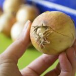 How do you tell if chopped onions are spoiled?