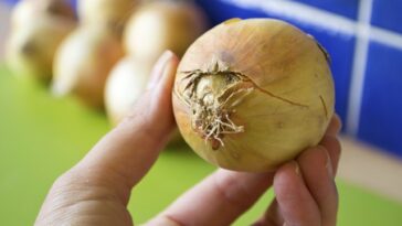 How do you tell if chopped onions are spoiled?