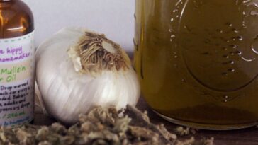 How do you use mullein garlic oil?