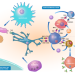 How does immunity fight COVID-19?