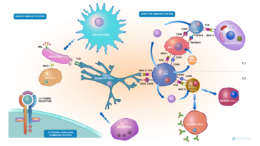 How does immunity fight COVID-19?