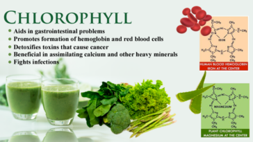 How fast does chlorophyll work?