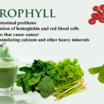 How fast does chlorophyll work?