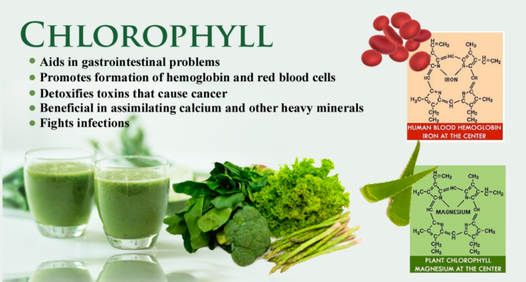 How fast does chlorophyll work?