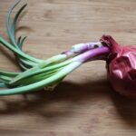 How long can an uncut onion last?