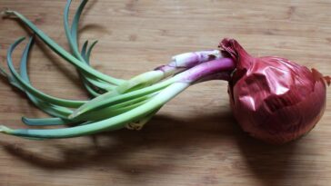 How long can an uncut onion last?