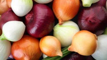 How long does an uncut onion last in the fridge?