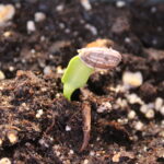 How long does it take for a red sunflower to grow?