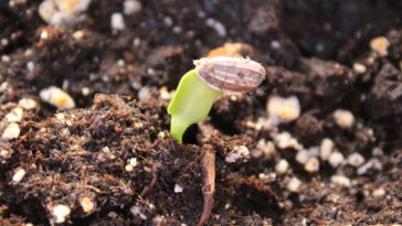 How long does it take for a red sunflower to grow?