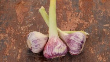 How long does it take for garlic breath to go away?