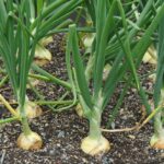 How long does it take for garlic to leave your breath?