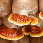 How long does it take for medicinal mushrooms to work?