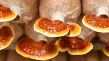 How long does it take for medicinal mushrooms to work?