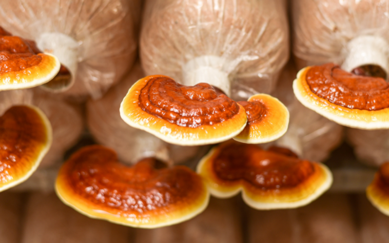 How long does it take for medicinal mushrooms to work?