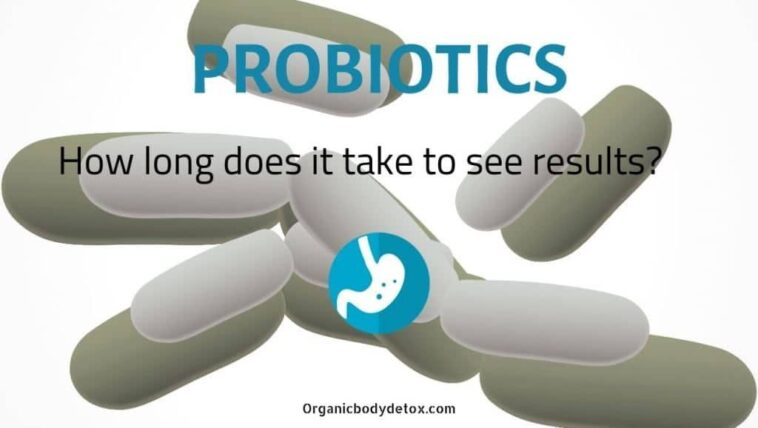 How long does it take for probiotics to work for weight loss?