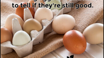 How long is a fresh turkey good for after the sell by date?