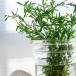 How long will fresh herbs last in the fridge?