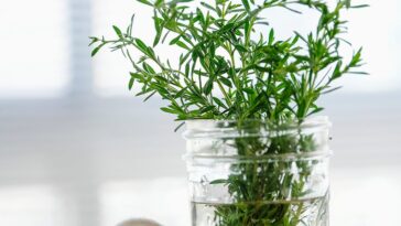 How long will fresh herbs last in the fridge?