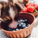 How many blueberries can I eat a day?