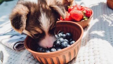 How many blueberries can I eat a day?