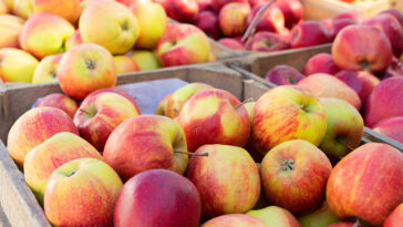 How many kinds of papadias are there?