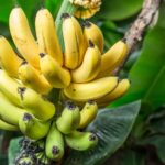 How many months does it take to harvest bananas?