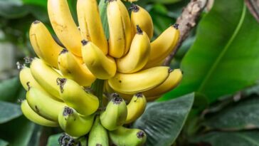 How many months does it take to harvest bananas?