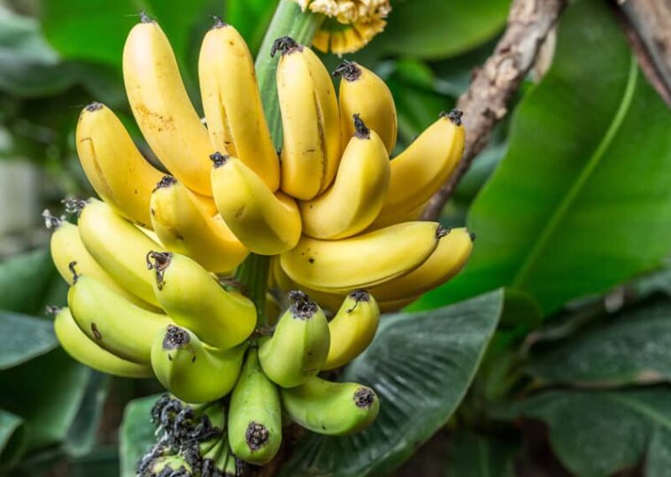 How many months does it take to harvest bananas?