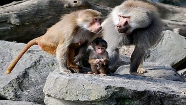 How many type of patties are there?