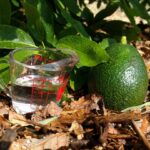 How much do avocado cost in California?