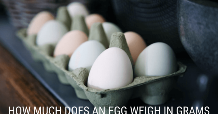 How much does a egg weigh?
