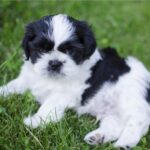 How much does a pup patty cost?