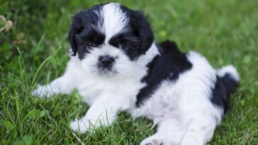 How much does a pup patty cost?