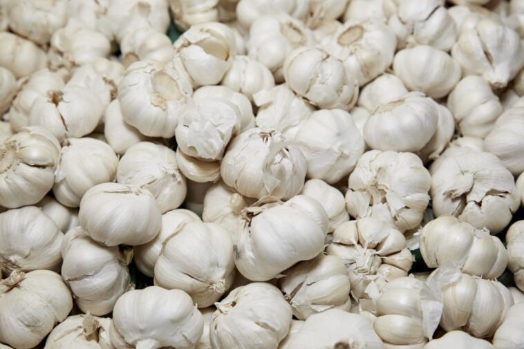 How much garlic is toxic?