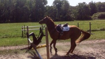 How often do people get hurt riding horses?