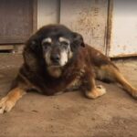 How old is the oldest dog?