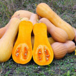 Is Butternut Squash hard to digest?
