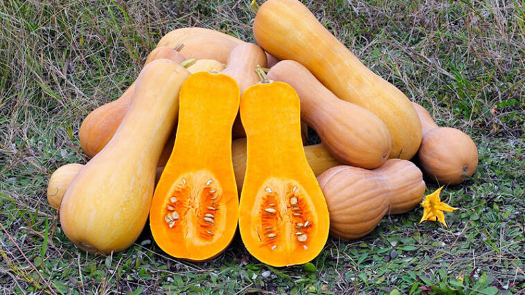 Is Butternut Squash hard to digest?