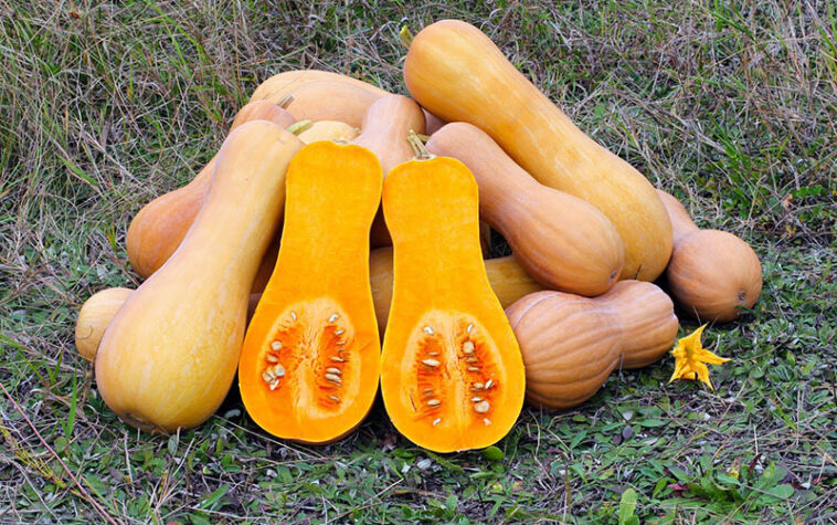 Is Butternut Squash hard to digest?