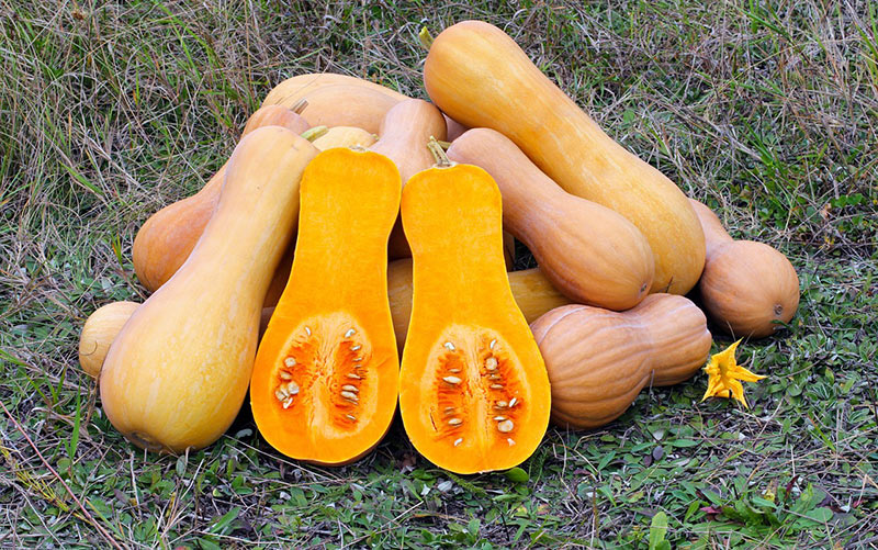 Is Butternut Squash hard to digest? - Foodly