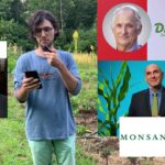 Is Driscoll owned by Dole?