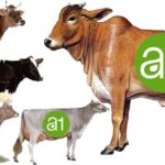 Is Jersey cow milk A1 or A2?