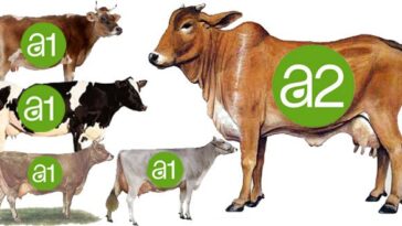 Is Jersey cow milk A1 or A2?