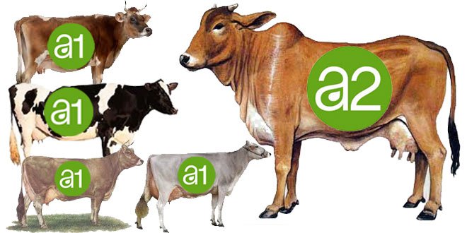 Is Jersey cow milk A1 or A2?