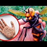 Is Pop harmful to humans?