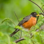 Is Red Robin in every state?