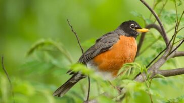 Is Red Robin in every state?