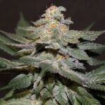 Is Strawberry is good for cough?