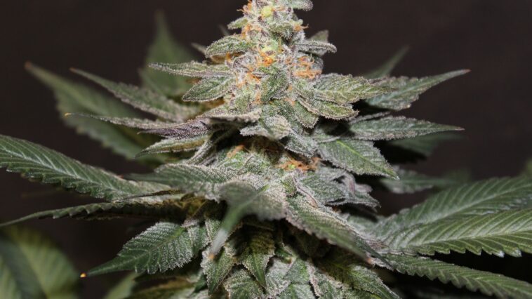 Is Strawberry is good for cough?