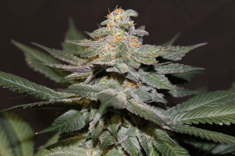 Is Strawberry is good for cough?